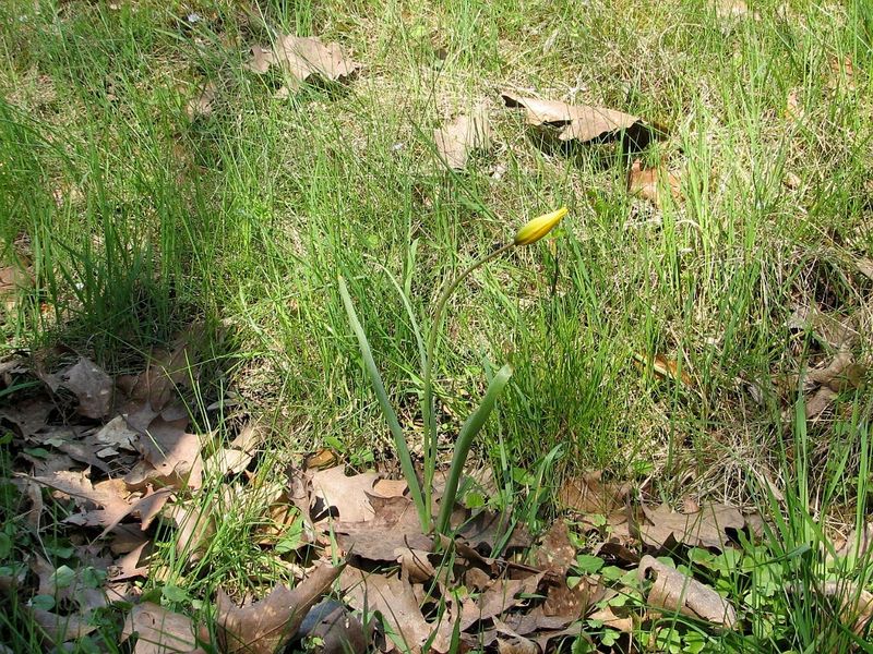 2010 04 Plantes sauvages comestibles 15